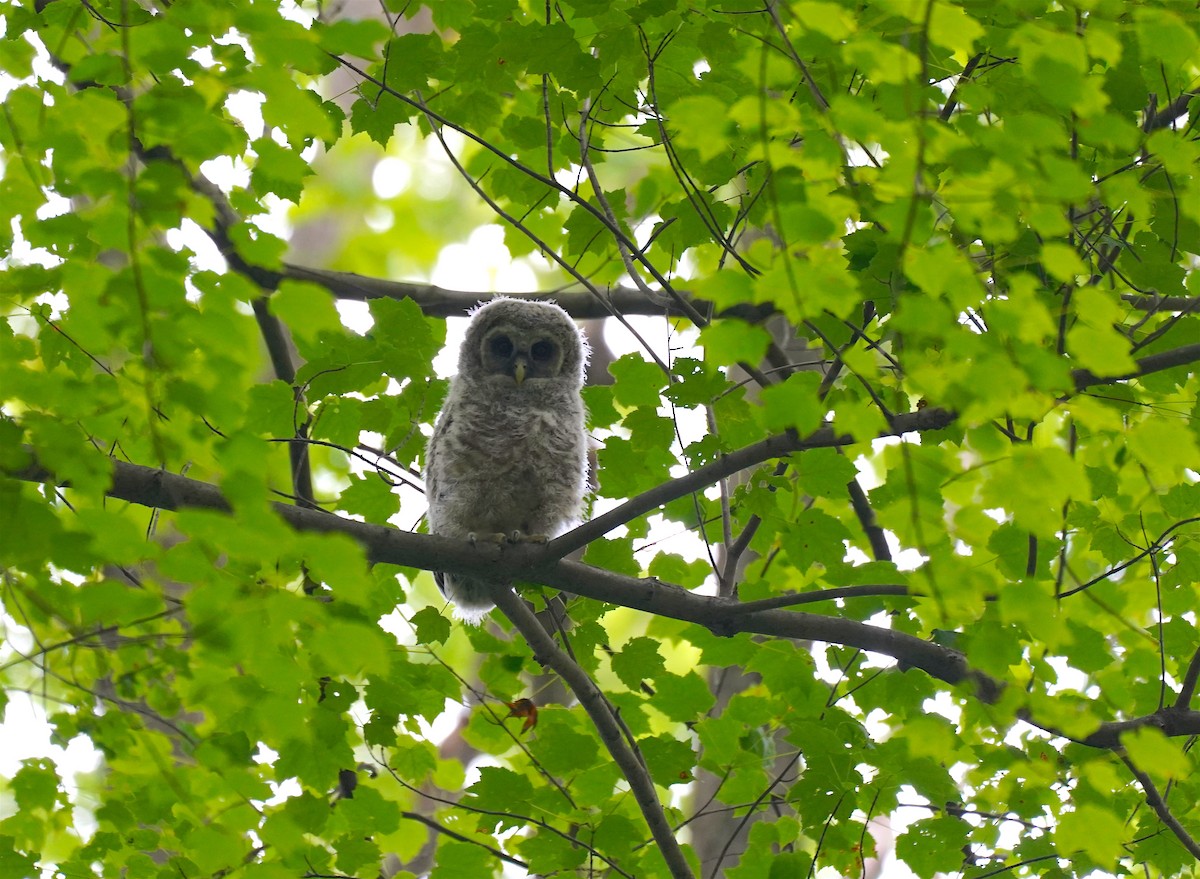 Barred Owl - ML248650041
