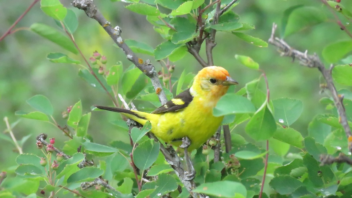 Western Tanager - Curtis Mahon