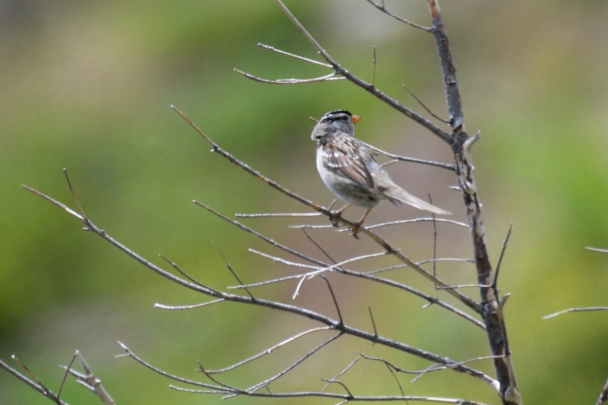 White-crowned Sparrow (Gambel's) - ML248656151