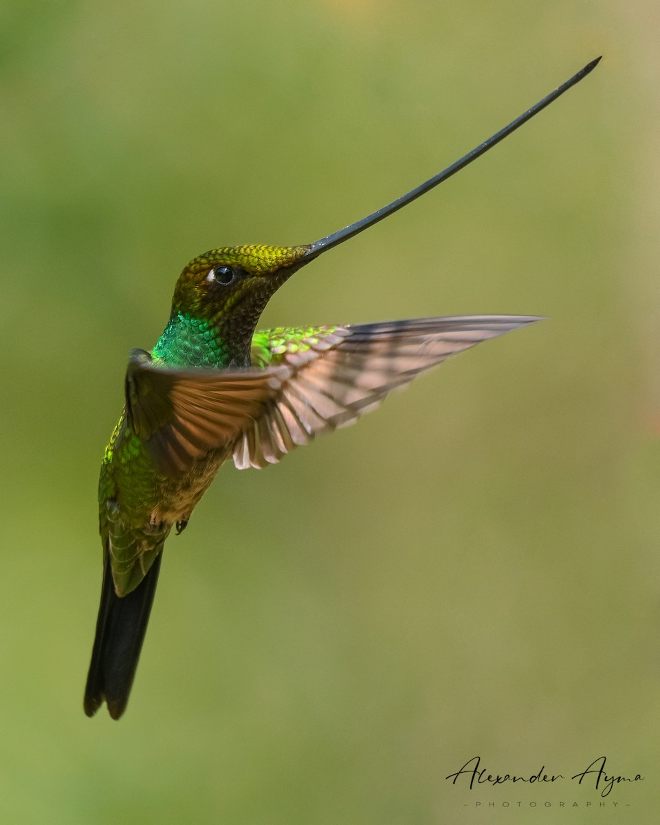 Sword-billed Hummingbird - ML248666741