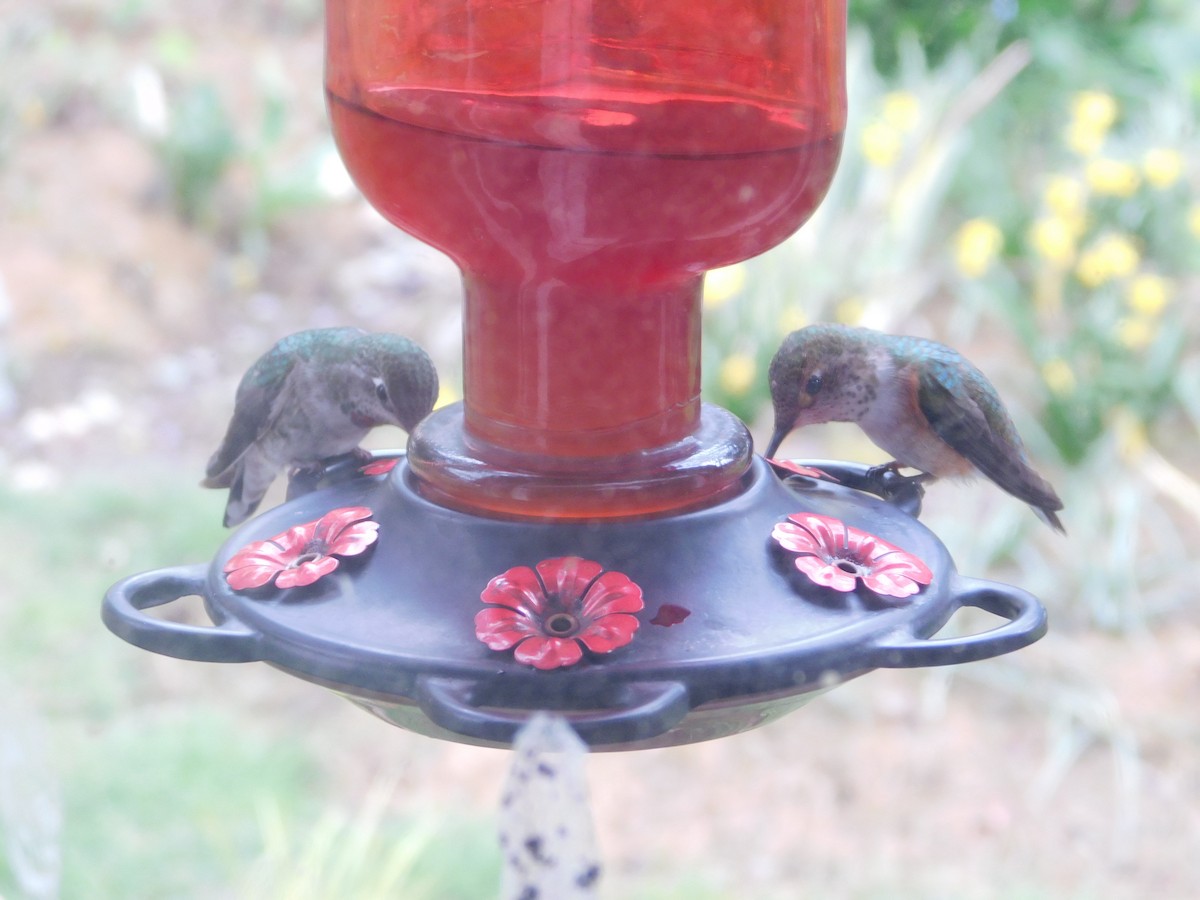 Rufous Hummingbird - ML248669161