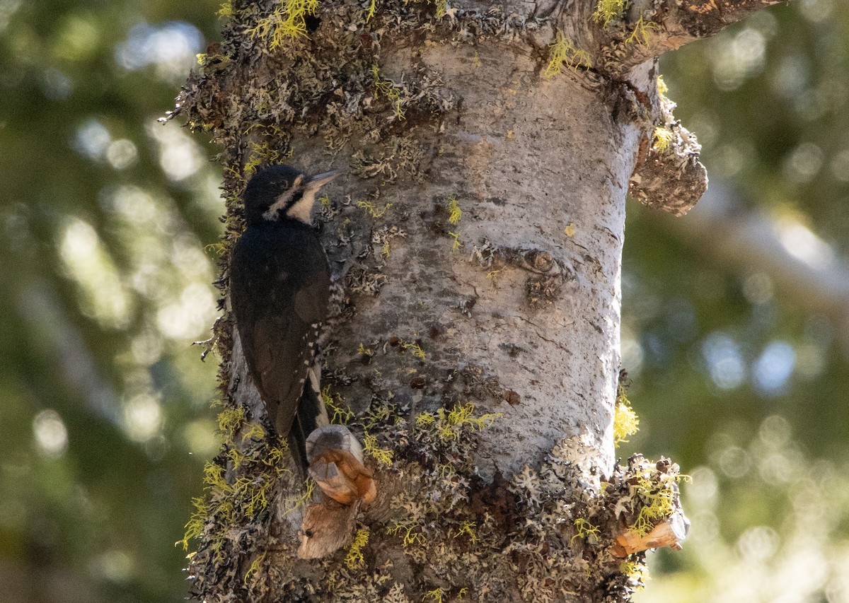 Black-backed Woodpecker - ML248675711