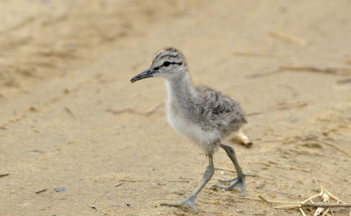 Willet (Eastern) - Anonymous