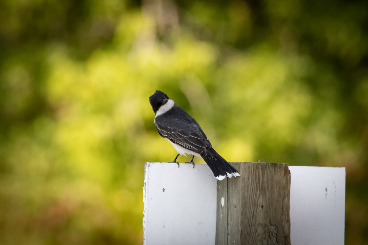 ML248685971 - Eastern Kingbird - Macaulay Library