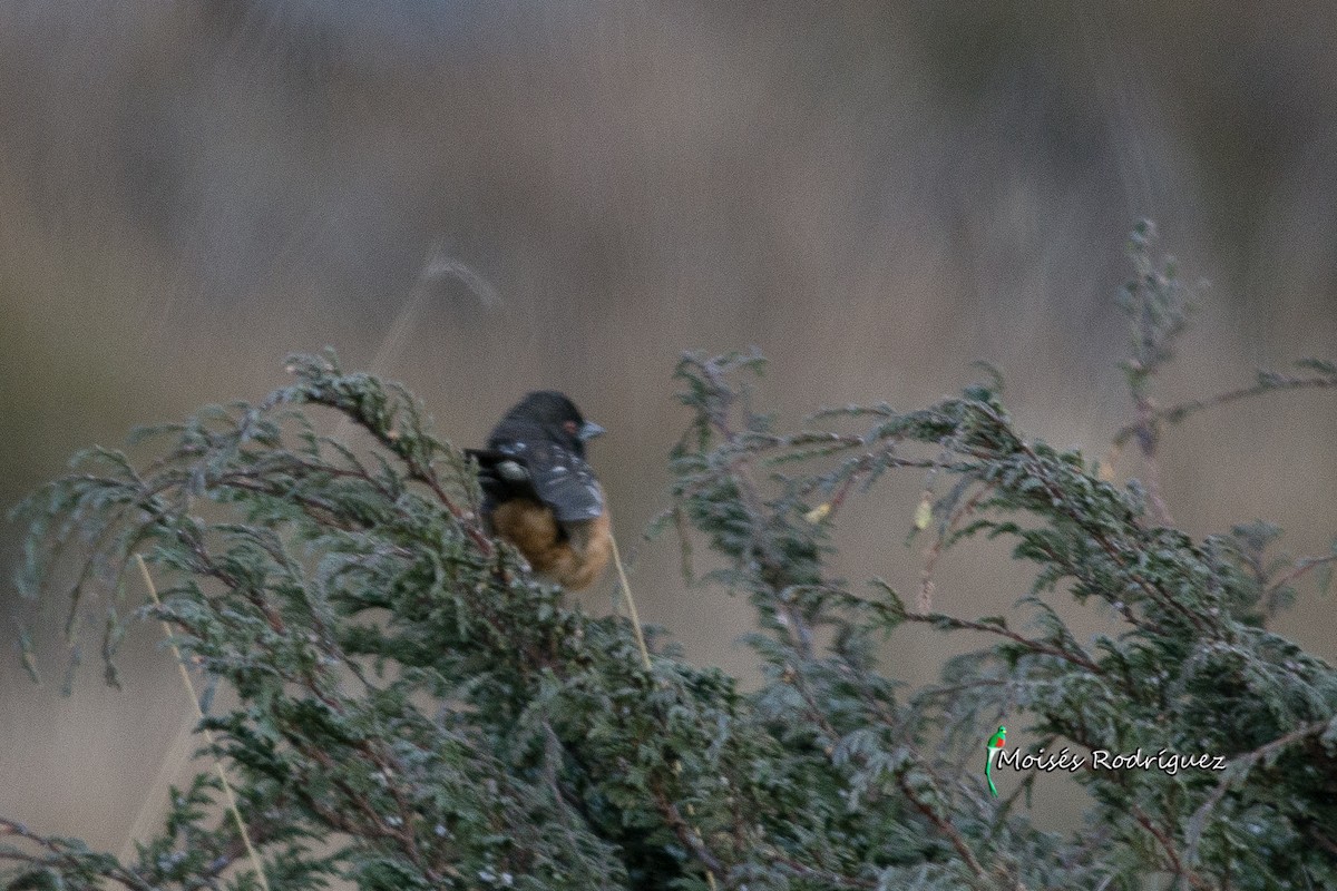 Spotted Towhee - Moises Rodriguez