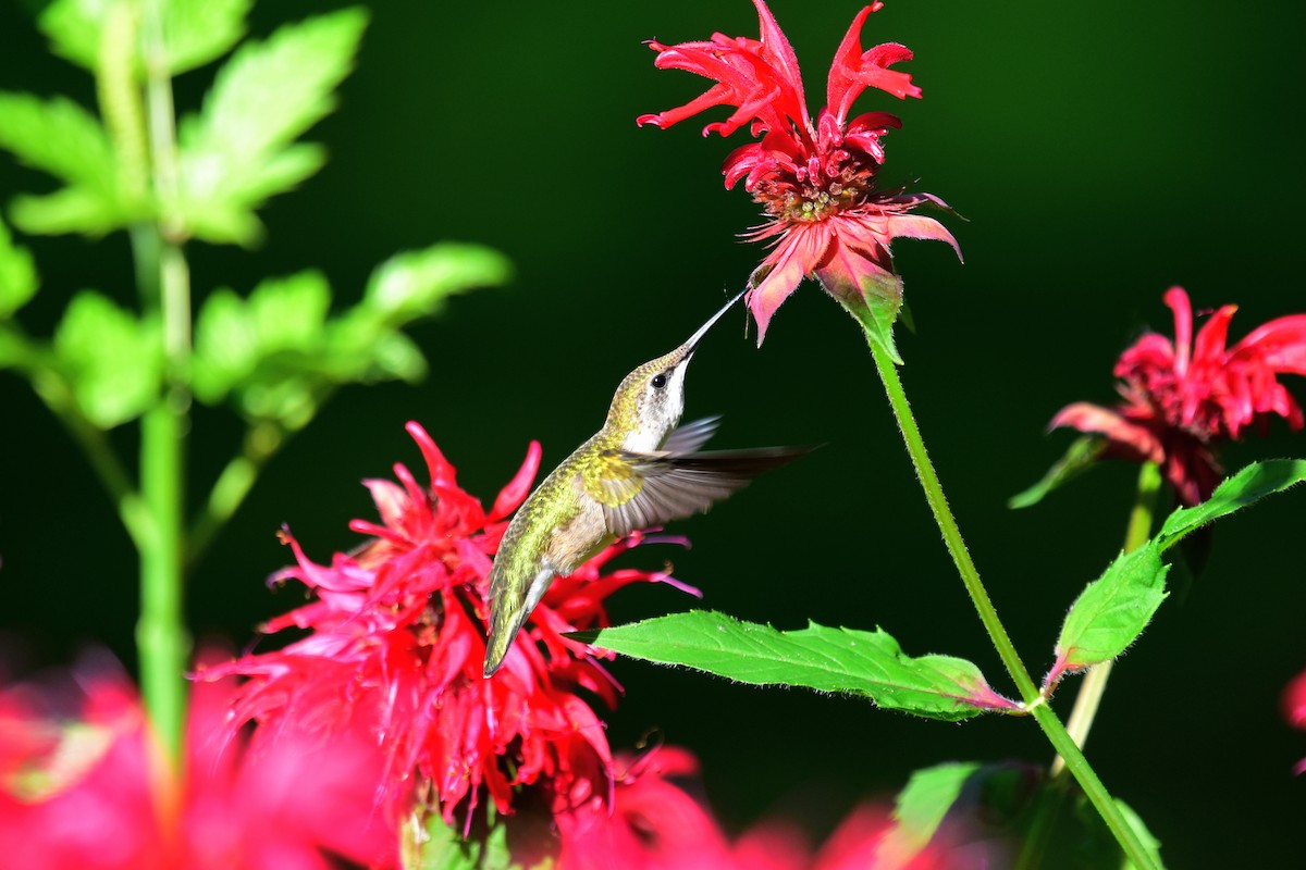 Ruby-throated Hummingbird - ML248688151