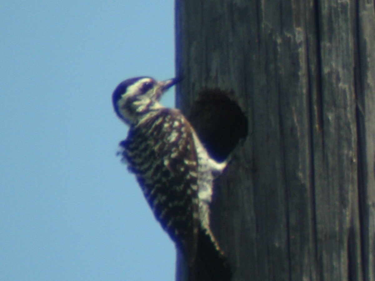Ladder-backed Woodpecker - Bob Huguenard