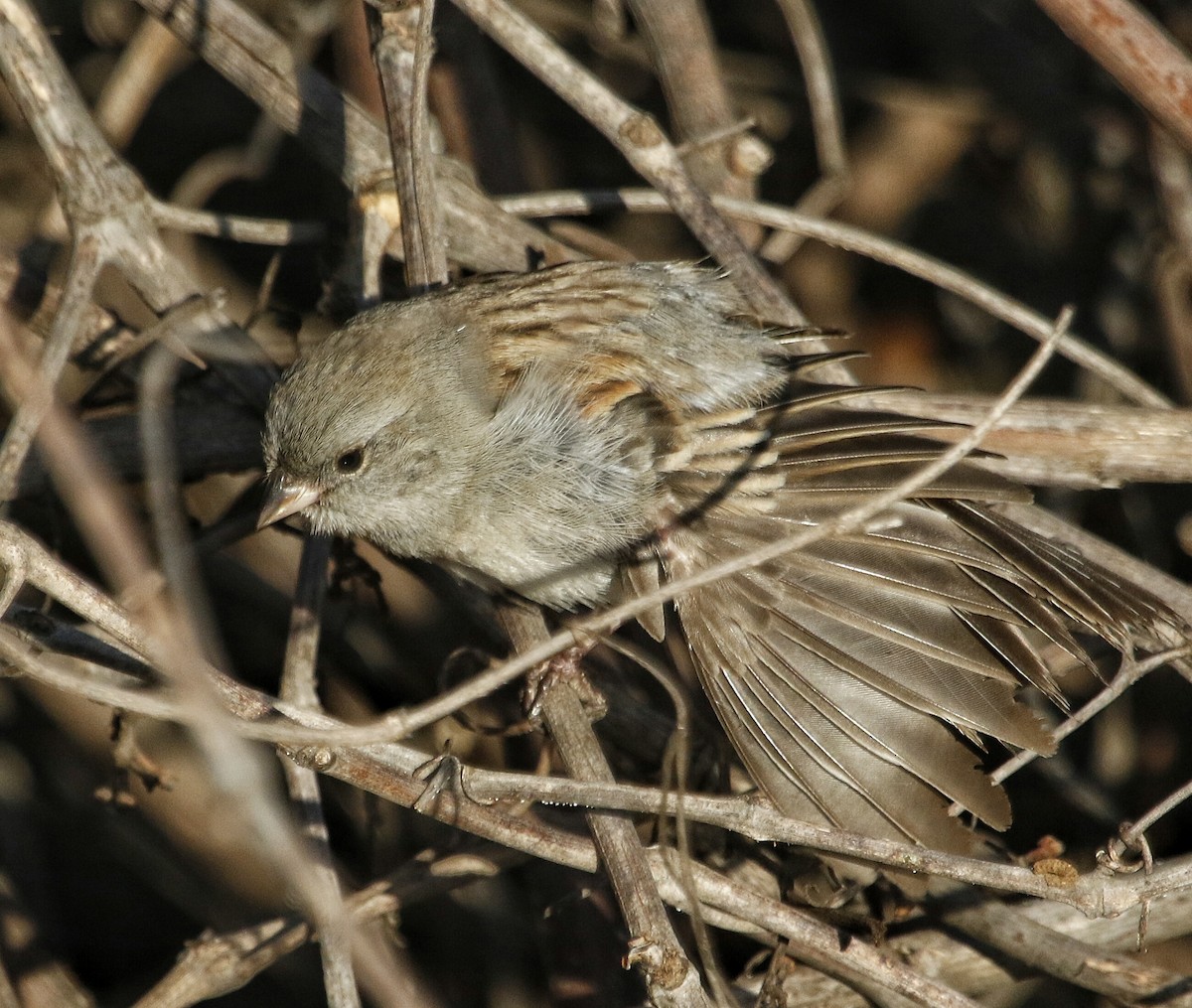 Black-chinned Sparrow - ML24869261