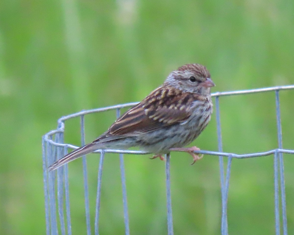 Chipping Sparrow - ML248704271