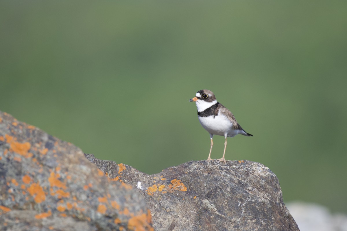 Semipalmated Plover - ML248706111