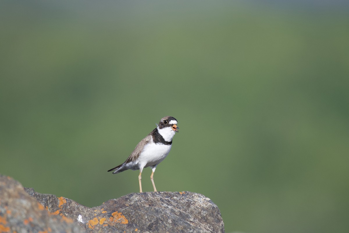Semipalmated Plover - ML248706121