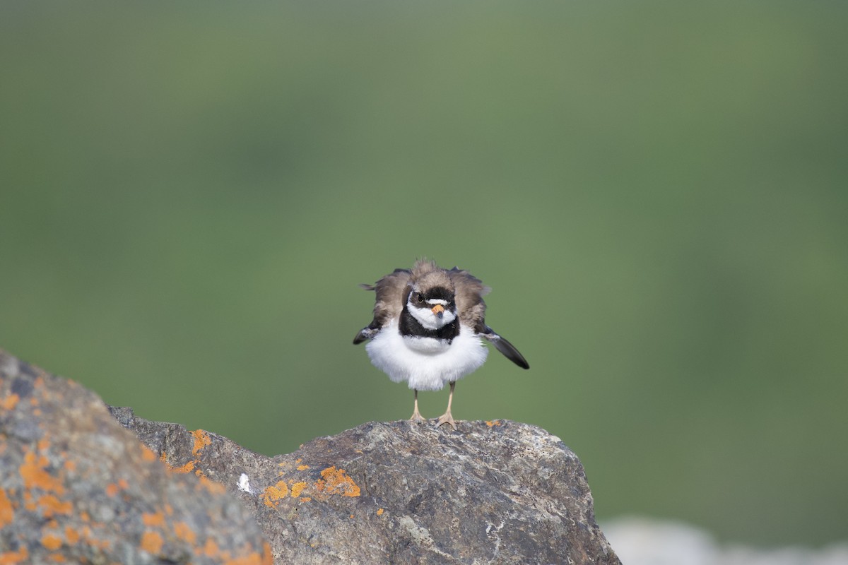 Semipalmated Plover - ML248706141