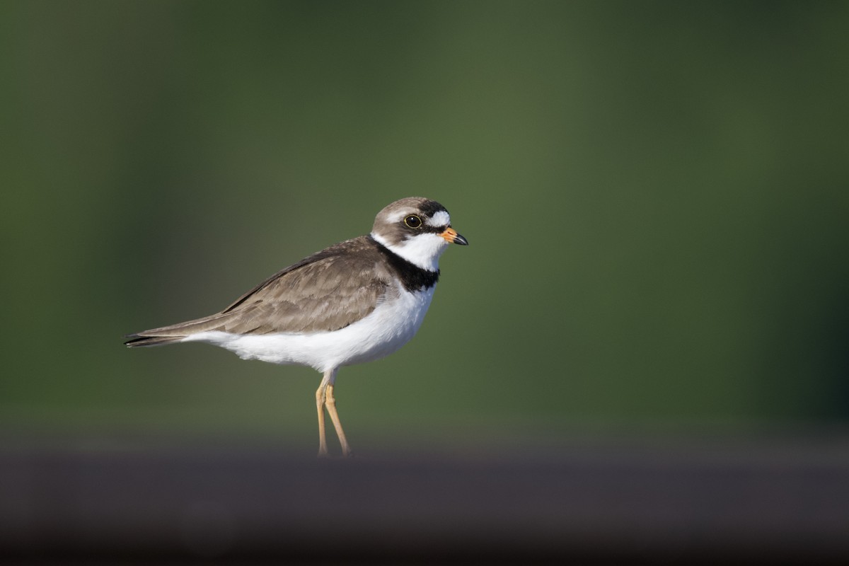 Semipalmated Plover - ML248706151