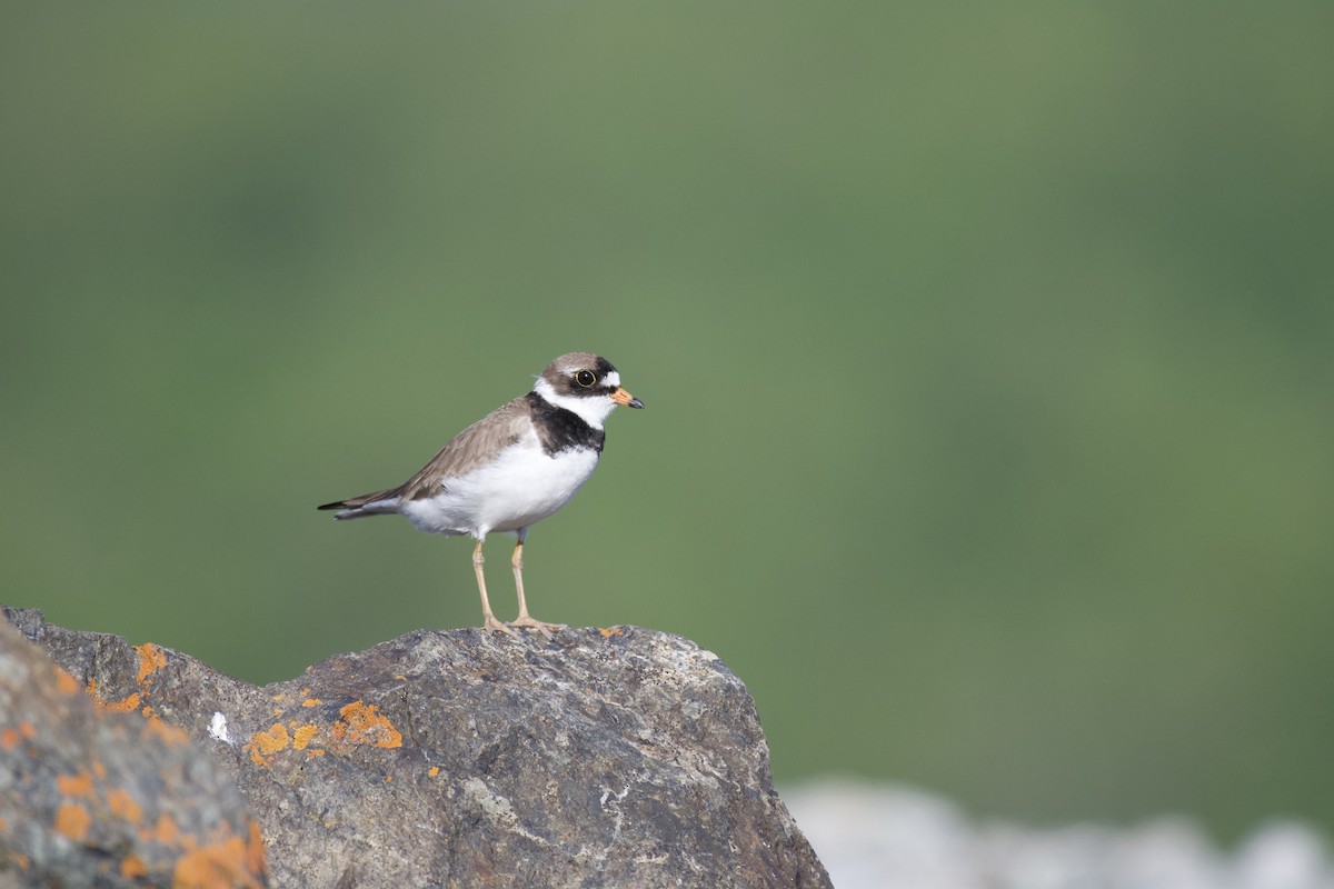 Semipalmated Plover - ML248706161