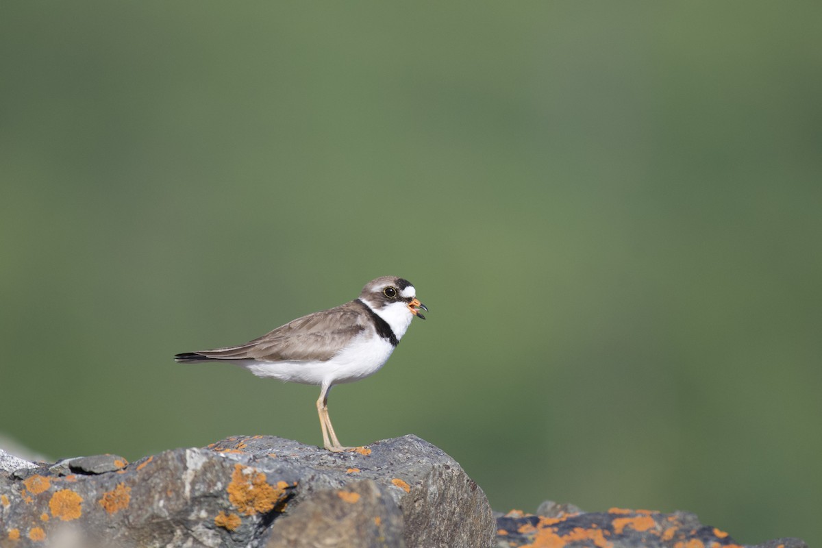 Semipalmated Plover - ML248706171