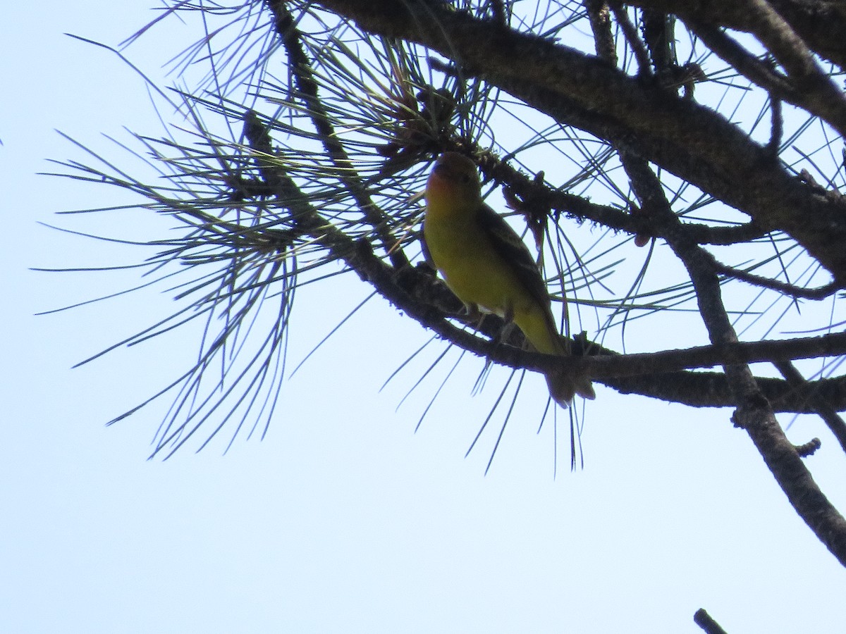 Western Tanager - ML248706561