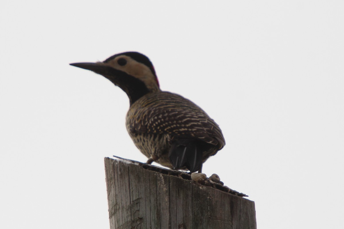 Green-barred Woodpecker - ML248706651