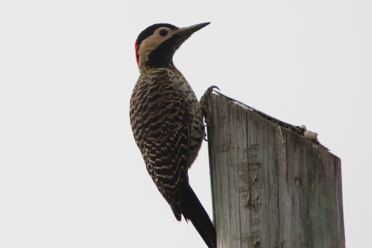Green-barred Woodpecker - ML248706691