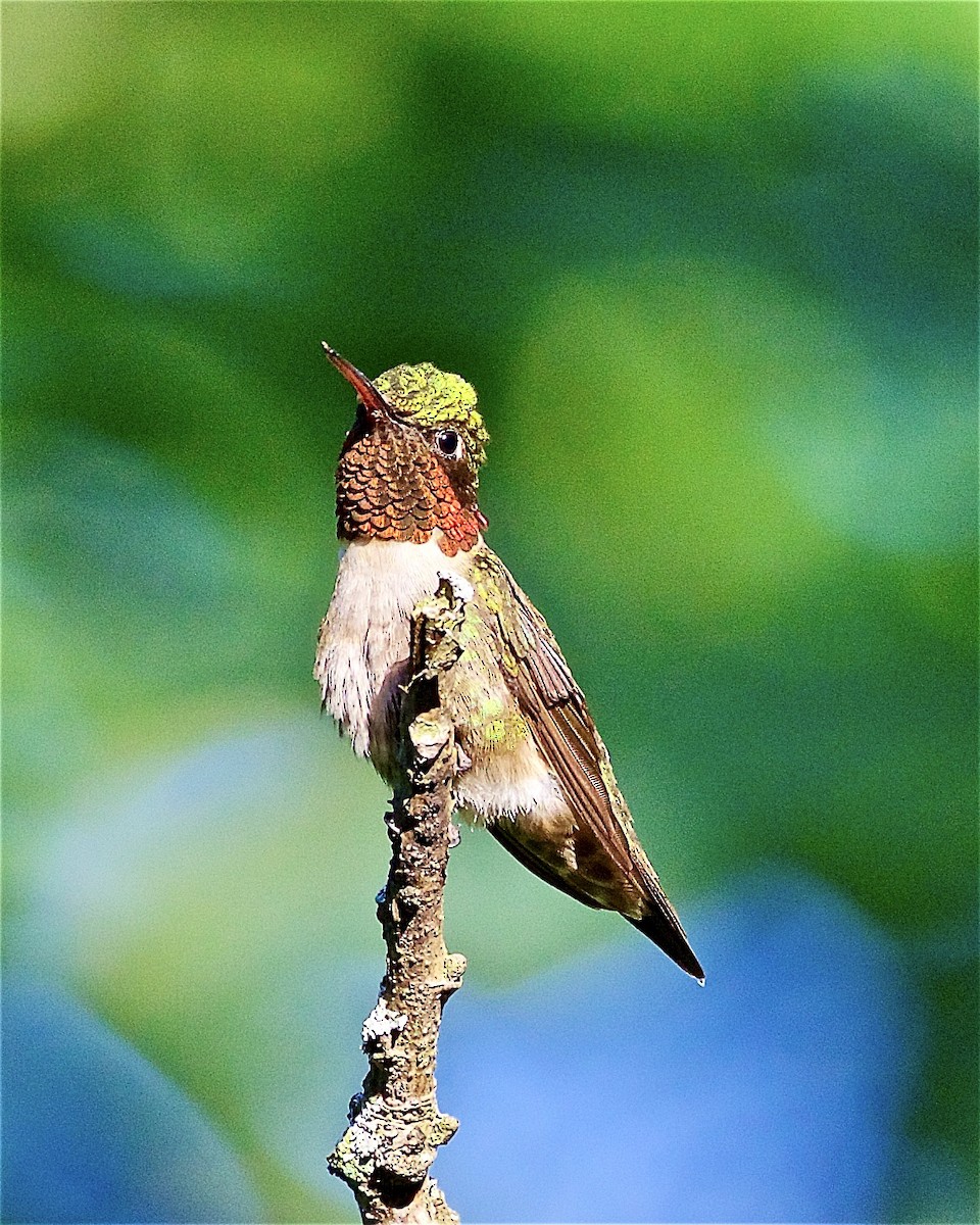 Ruby-throated Hummingbird - ML248708741