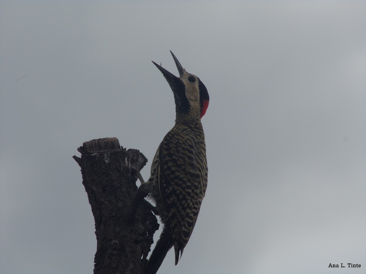 Green-barred Woodpecker - ML248712041