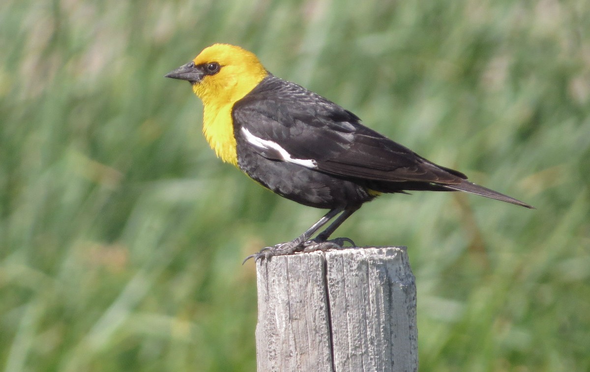 Yellow-headed Blackbird - Douglas Richard