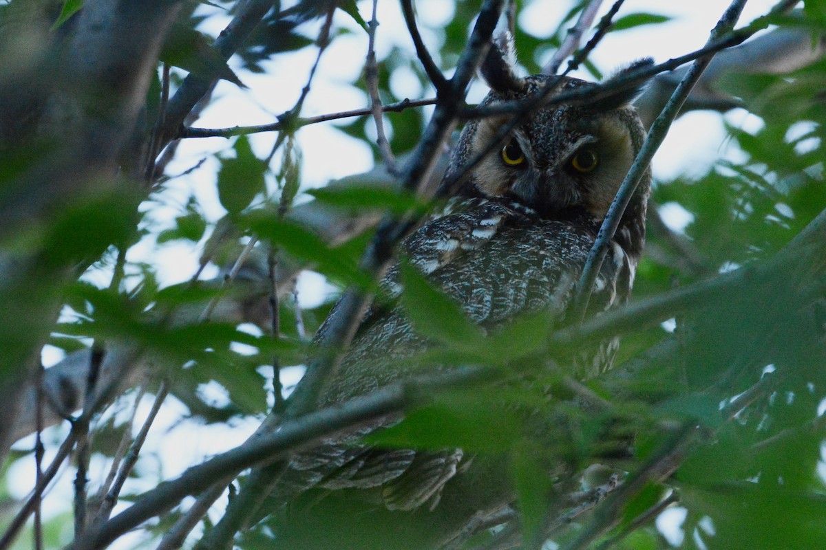 Long-eared Owl - ML248713441