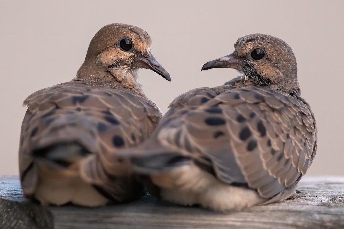 Mourning Dove - ML248714001