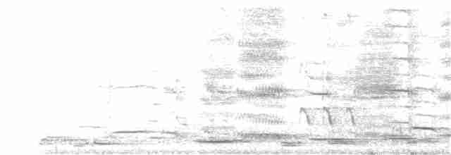 Avustralya Saksağanı (telonocua/tyrannica) - ML248714221