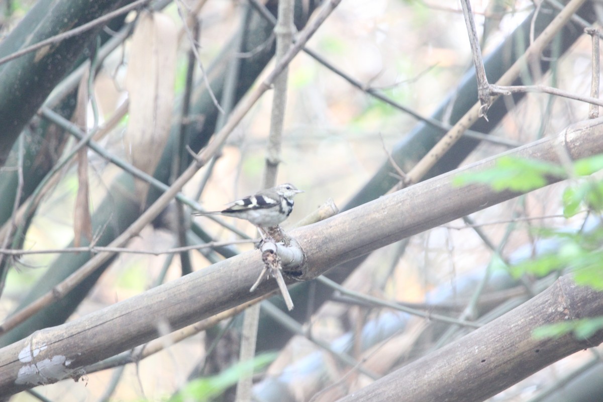Forest Wagtail - ML248715221