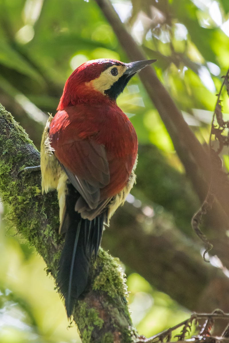 Crimson-mantled Woodpecker - David Monroy Rengifo