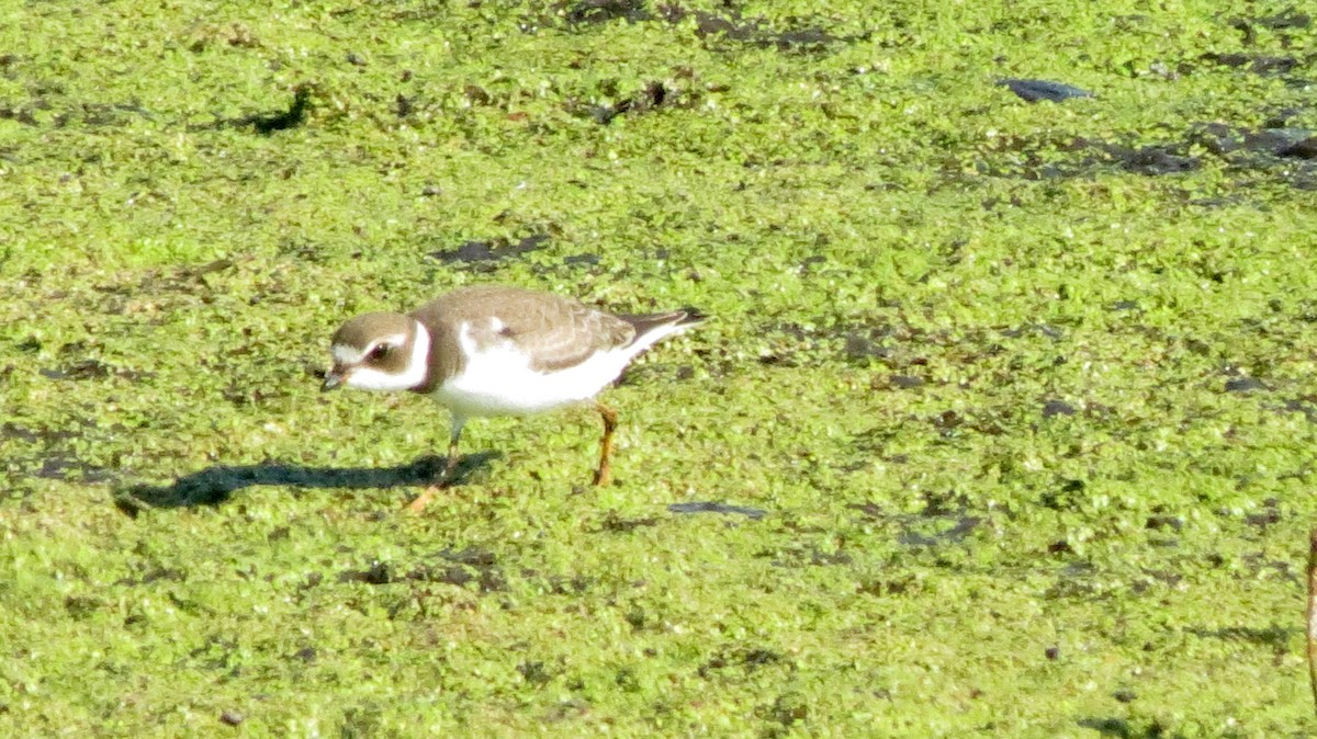 Semipalmated Plover - Rose Ferrell