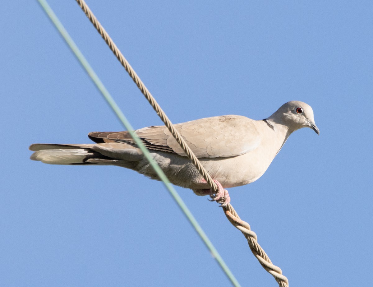 Eurasian Collared-Dove - ML248725181