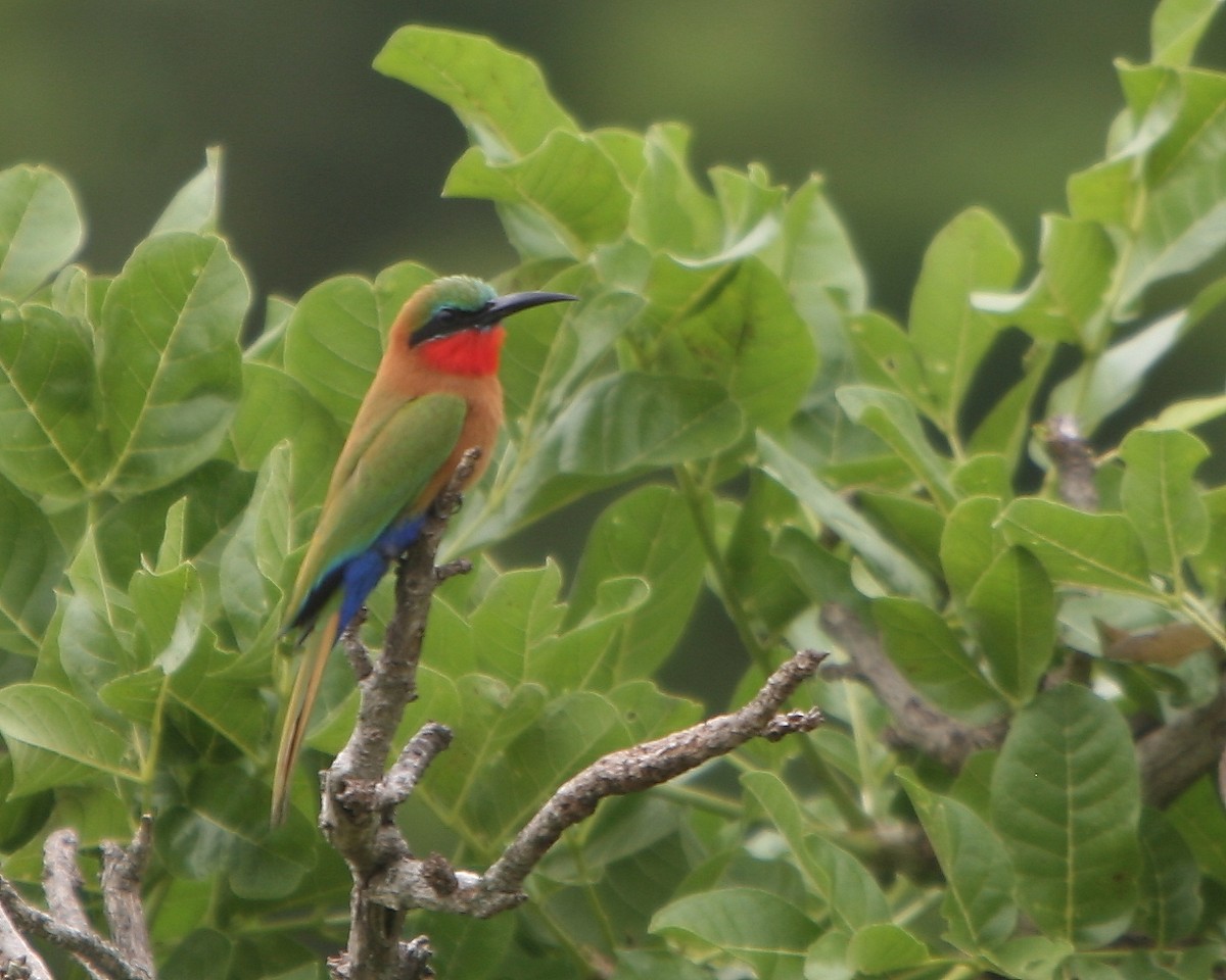 Red-throated Bee-eater - Bruce Robinson