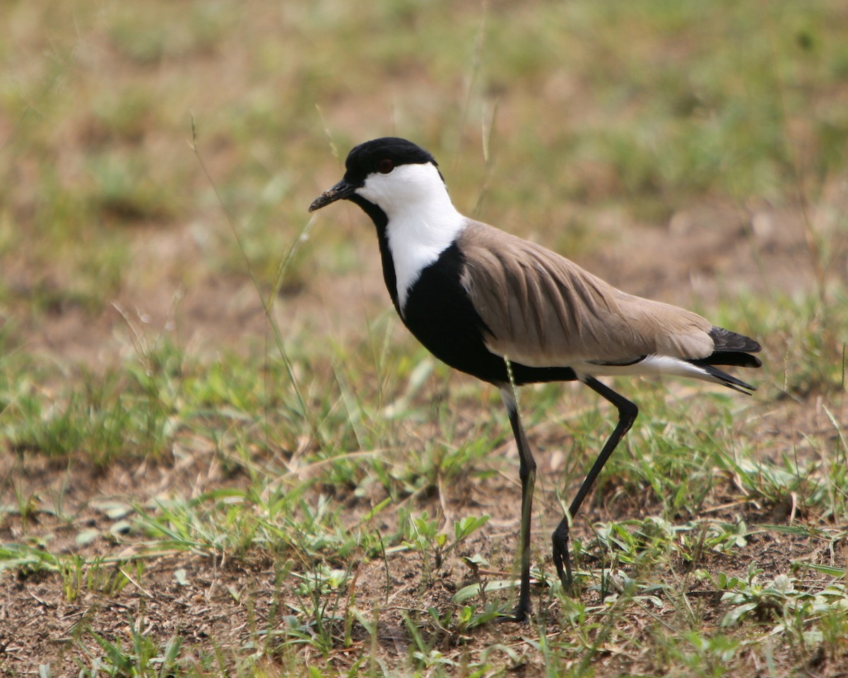 Spur-winged Lapwing - ML248731691