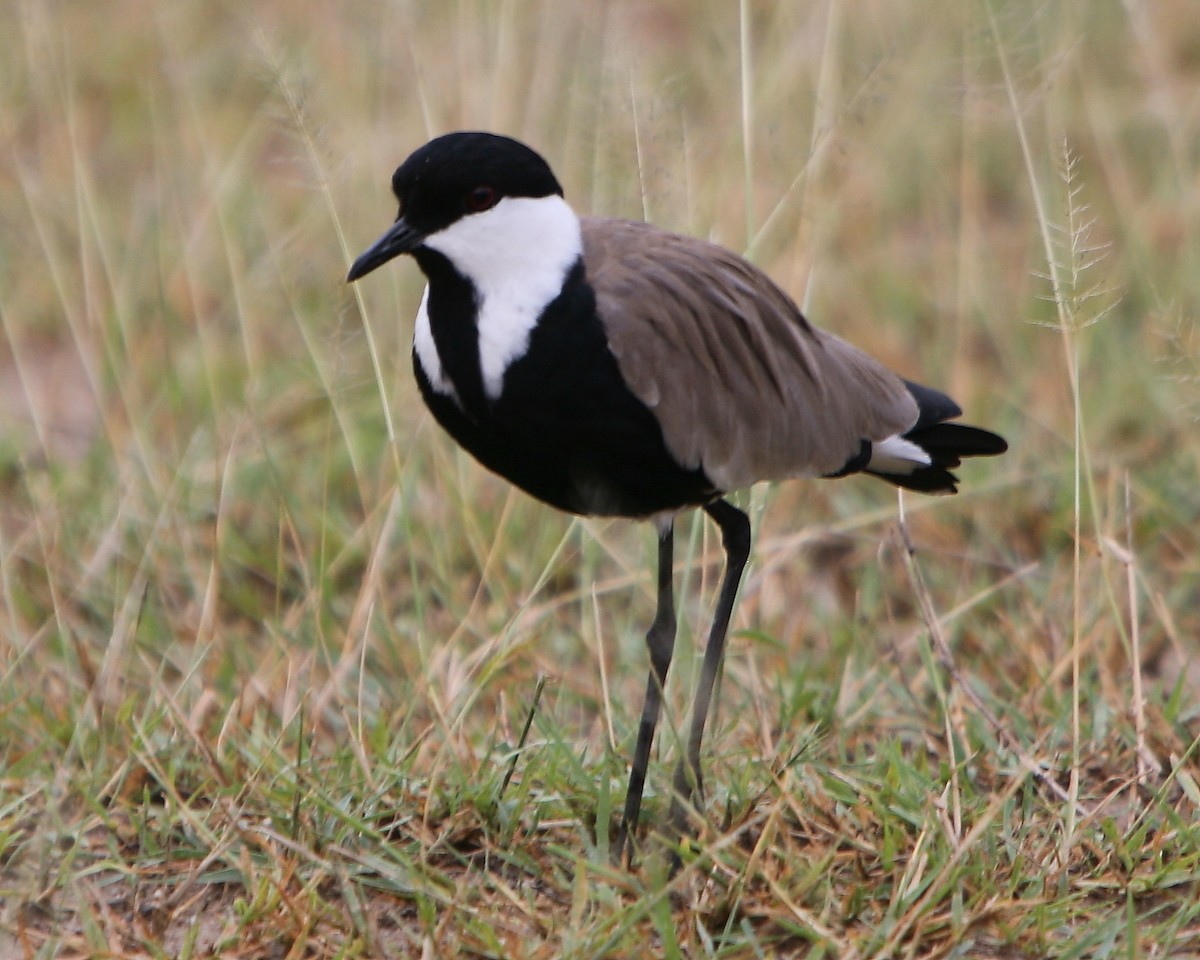 Spur-winged Lapwing - Bruce Robinson