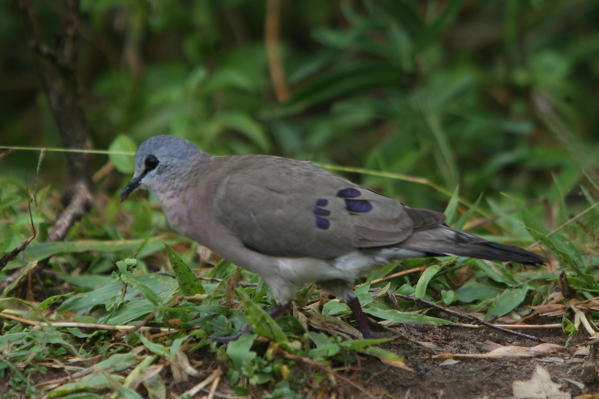 Blue-spotted Wood-Dove - Bruce Robinson