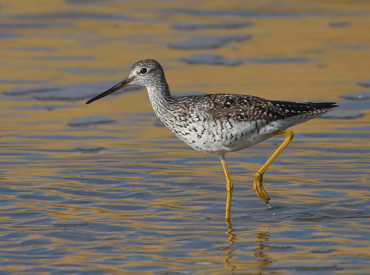 Greater Yellowlegs - Jerry Ting