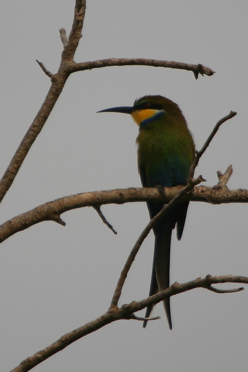 Swallow-tailed Bee-eater - Bruce Robinson