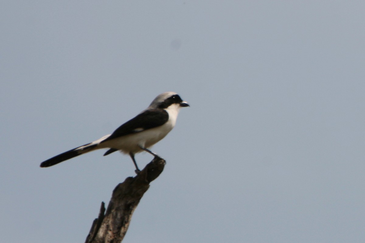 Gray-backed Fiscal - Bruce Robinson