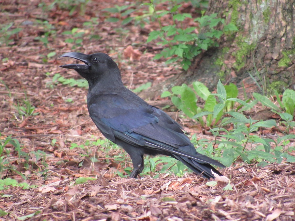 Large-billed Crow - Todd Birzer