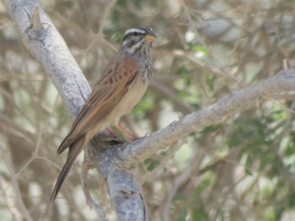 Striolated Bunting - ML248738681