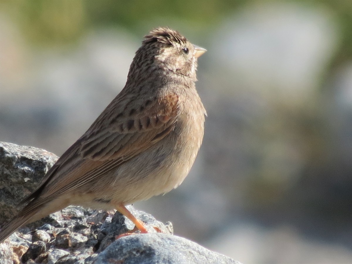 Striolated Bunting - ML248738701