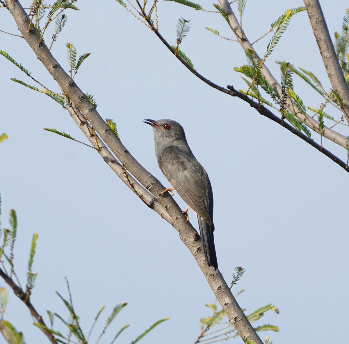 Gray-bellied Cuckoo - Kunal Bamby