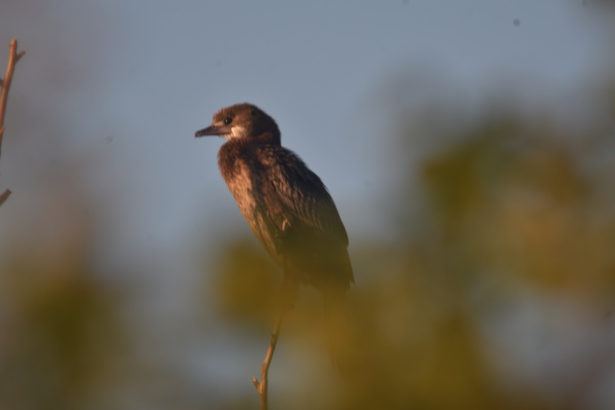 Pygmy Cormorant - Metin Güzeliş