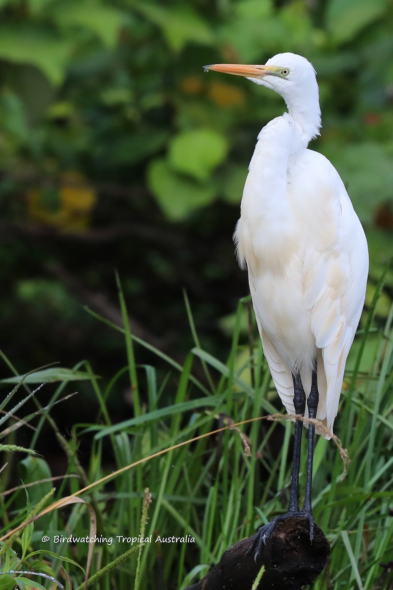 Great Egret - Doug Herrington || Birdwatching Tropical Australia Tours