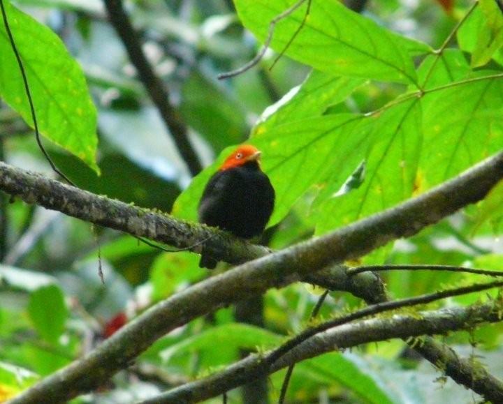 Red-capped Manakin - ML248745101