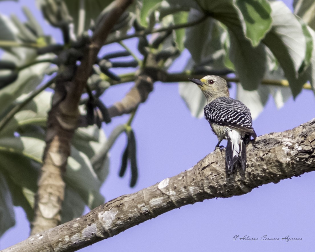 Yucatan Woodpecker - Alvaro Cervera