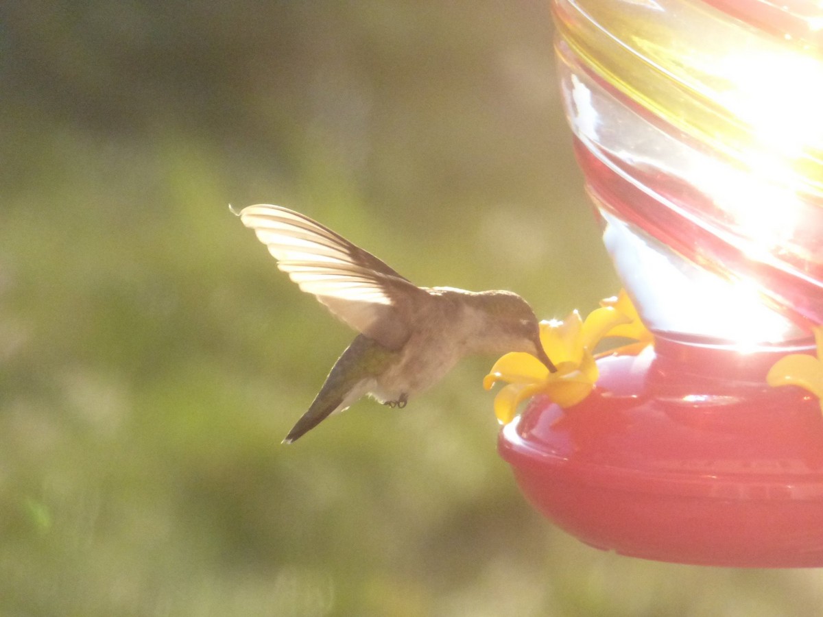 Ruby-throated Hummingbird - Terri Christy