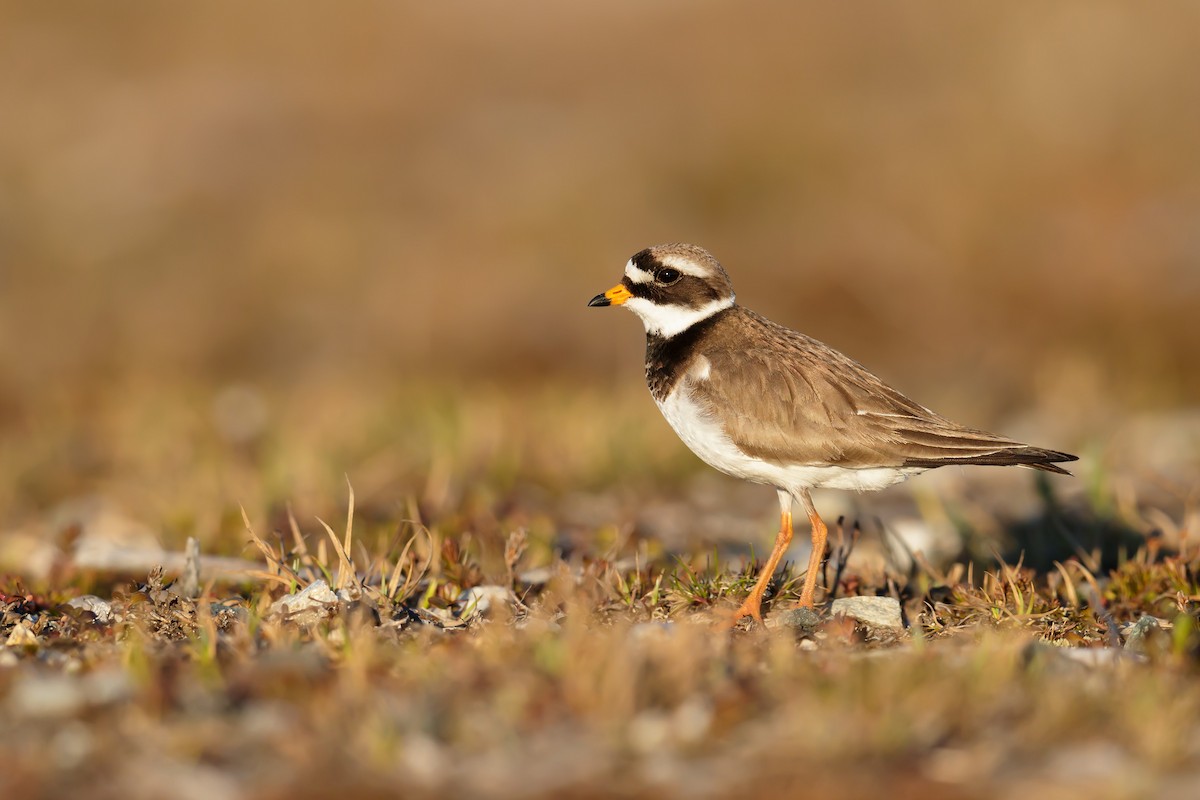 Common Ringed Plover - ML248749081