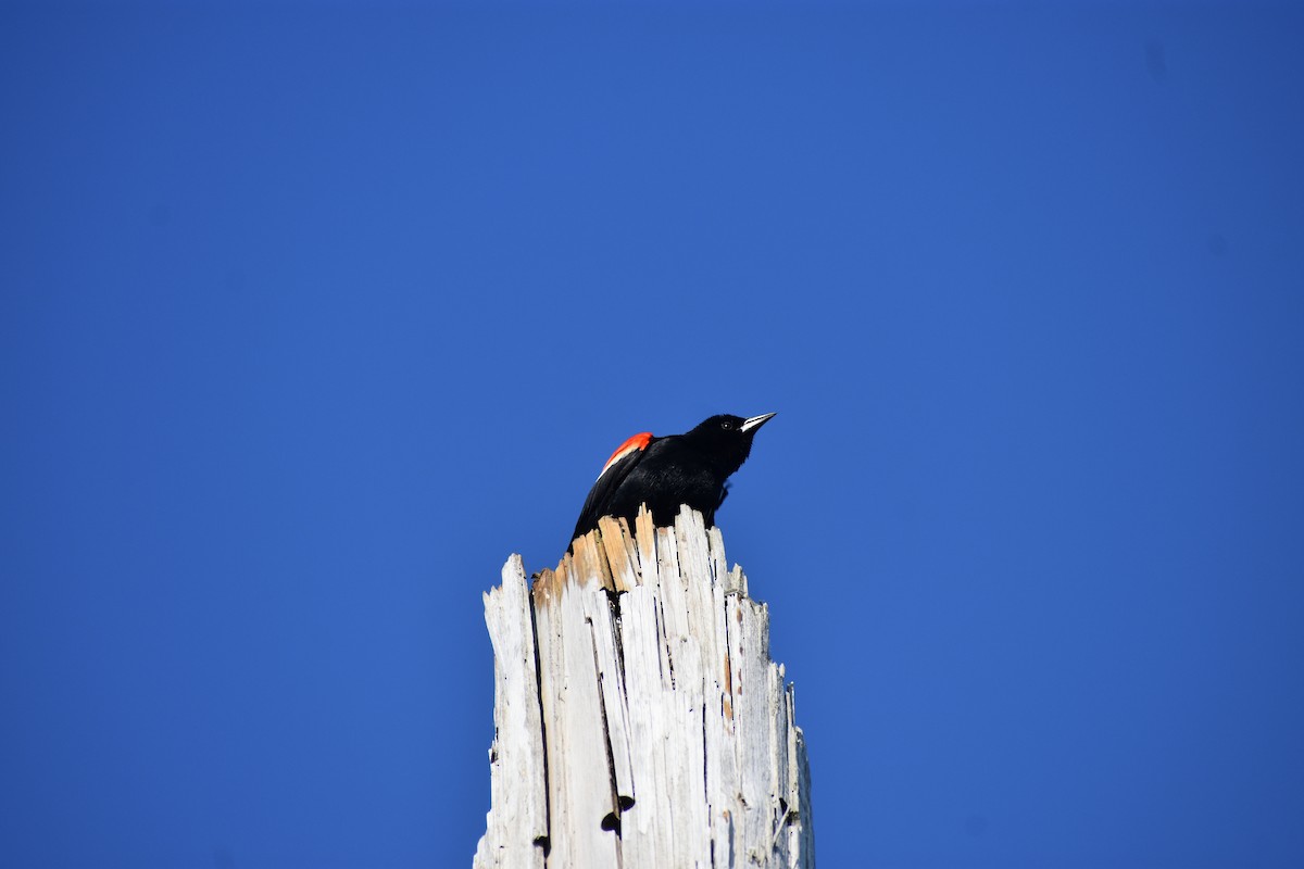 Red-winged Blackbird (Red-winged) - Jules Wagner